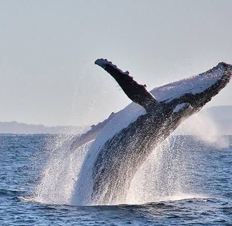 Port Macquarie whale watching spots