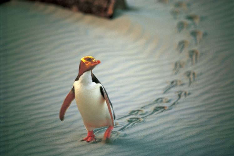 Dunedin Penguins