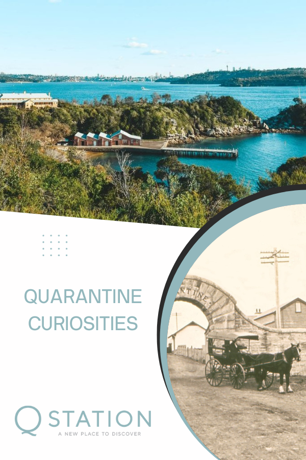 Quarantine Curiosities