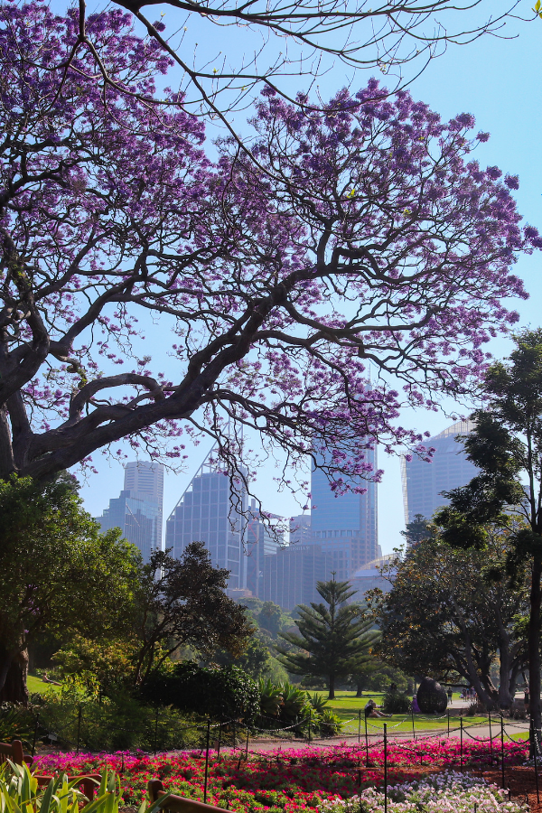 Sydney in a Day — photo 5