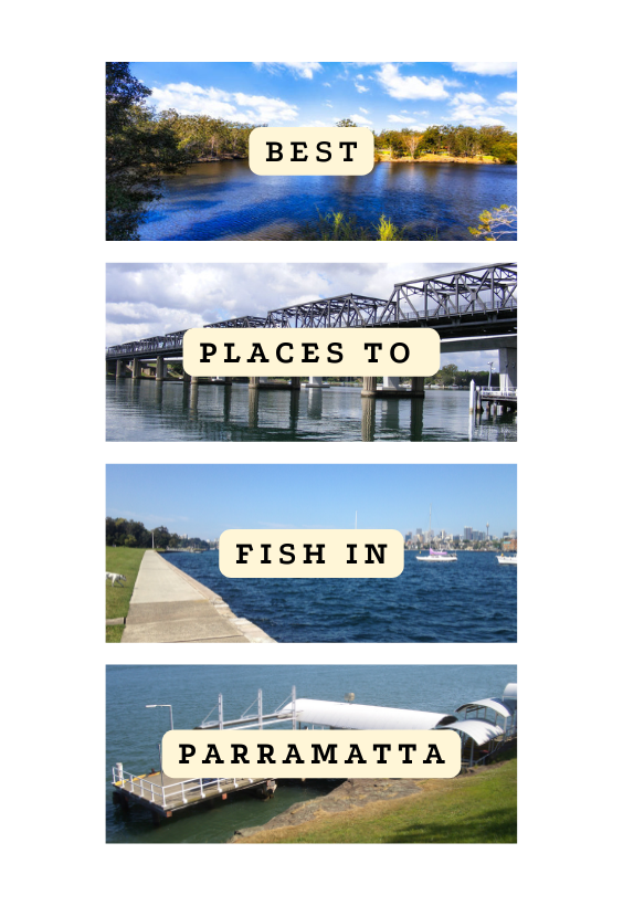 Best Places to Fish in Parramatta