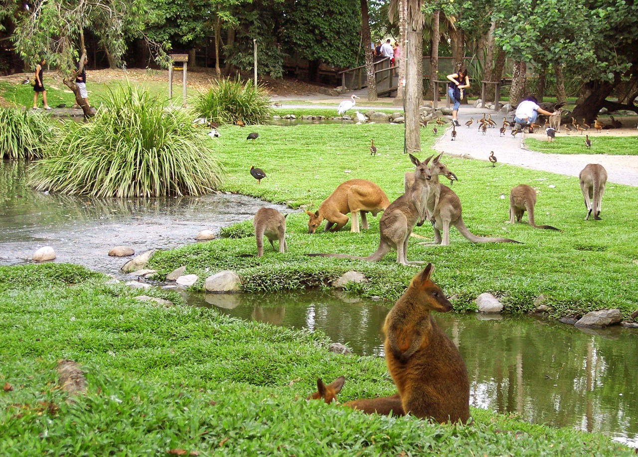 Explore Port Douglas Self-Drive Tour — photo 4
