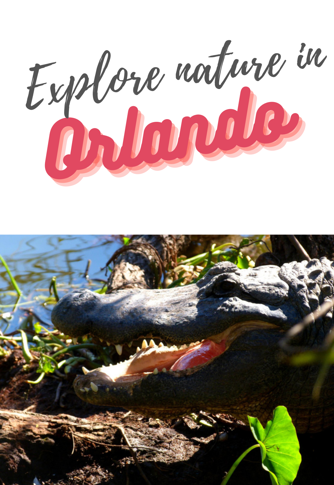Explore nature in Orlando — photo 3