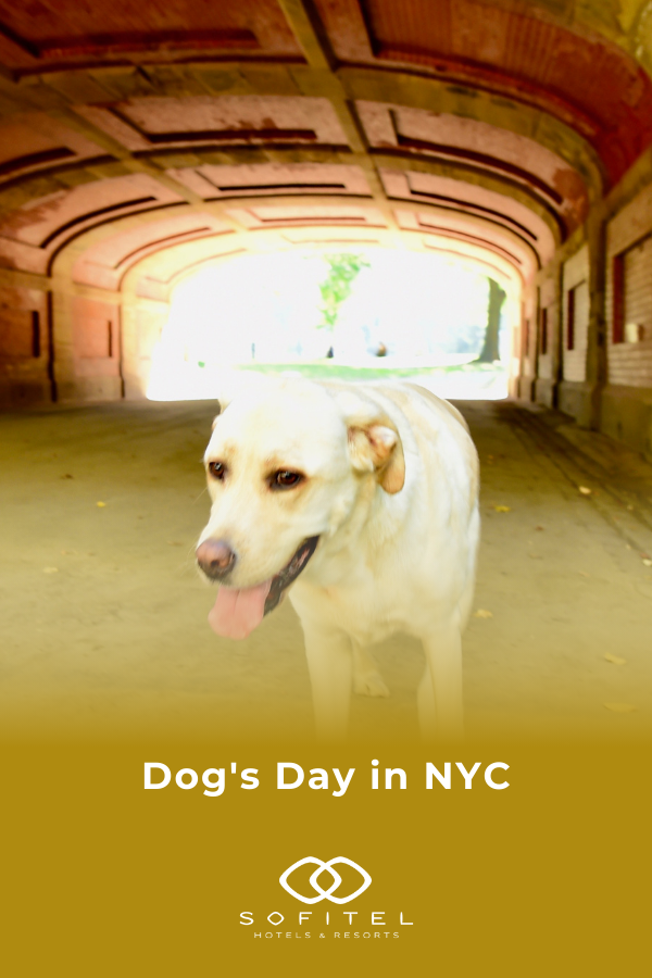 Dog's Day in NYC