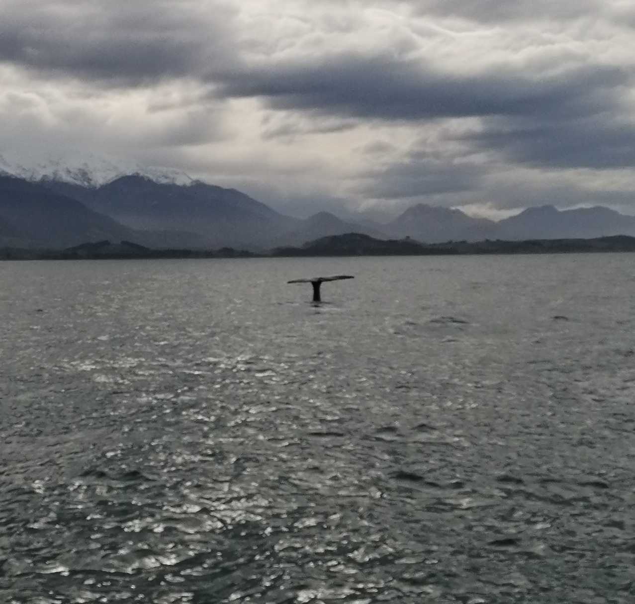 Kaikoura whale watching and Peninsula hike