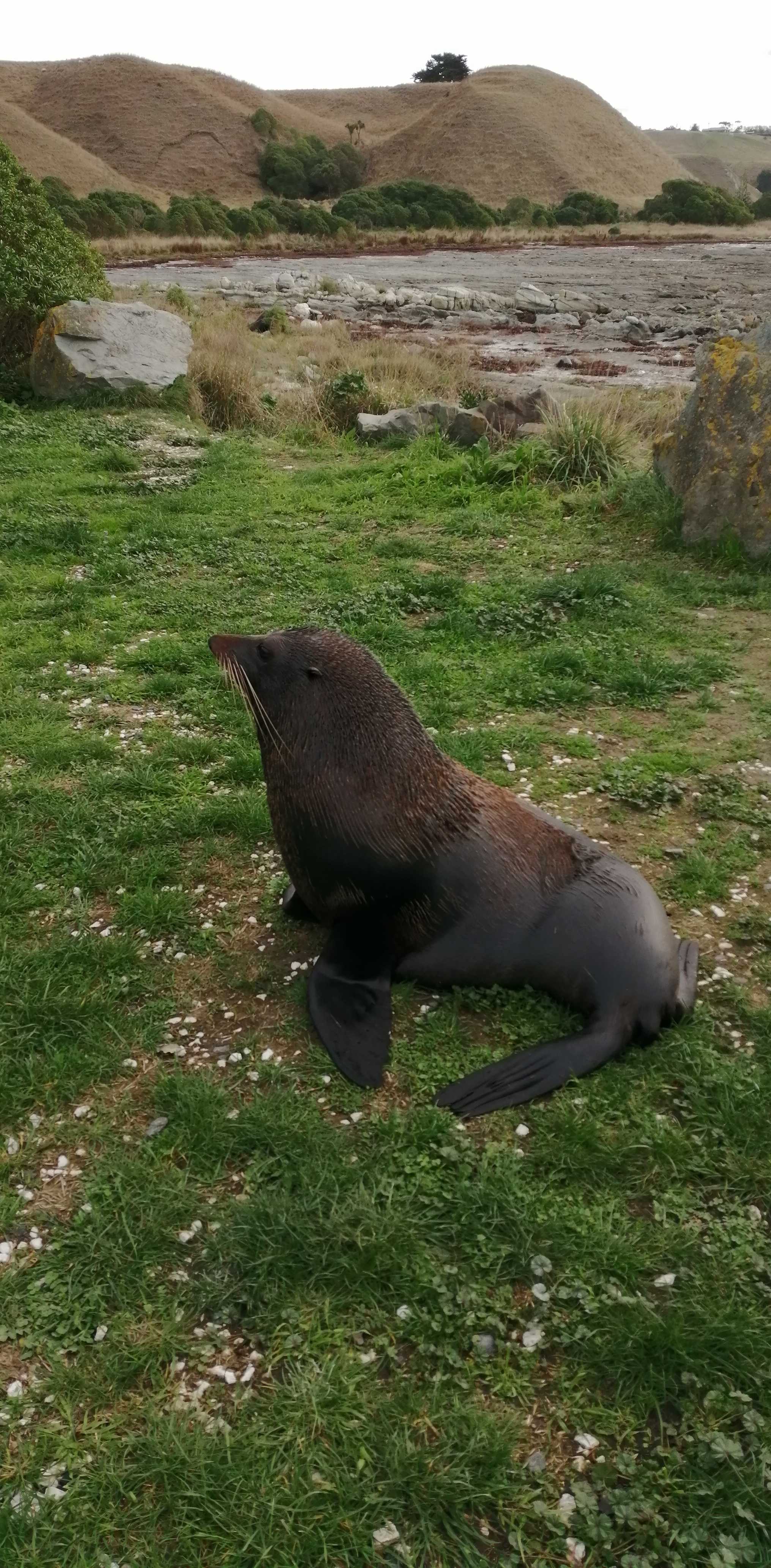 Kaikoura whale watching and Peninsula hike — photo 3