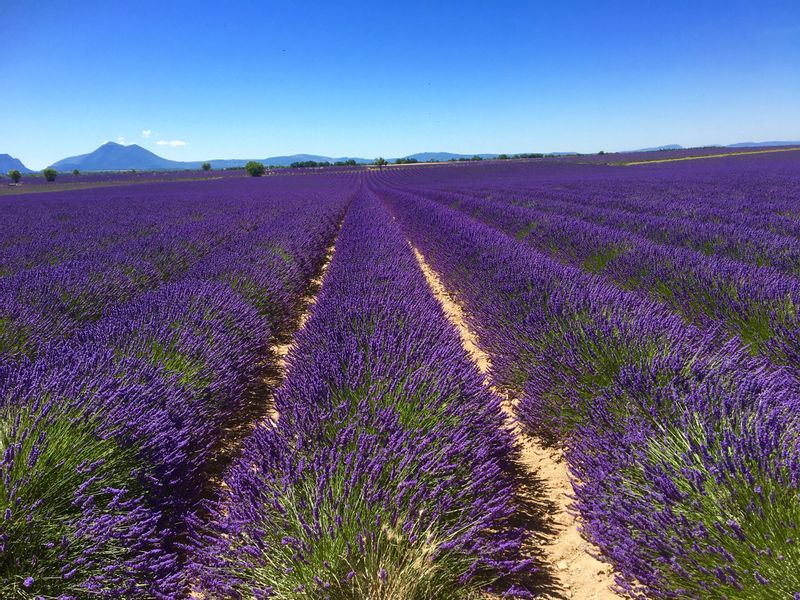 lavender fields of Provence