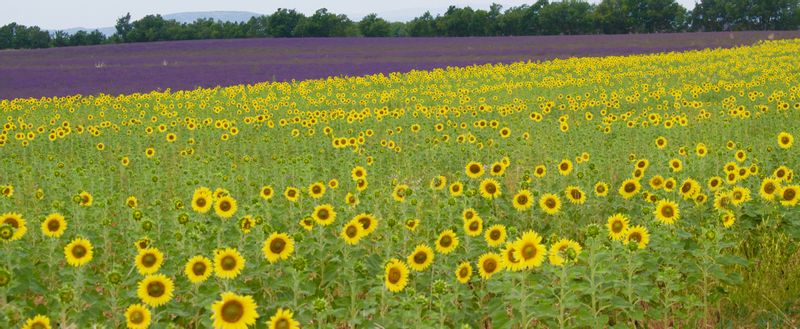 lavender fields of Provence — photo 2