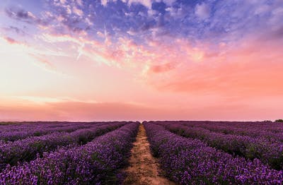 lavender fields of Provence — photo 4