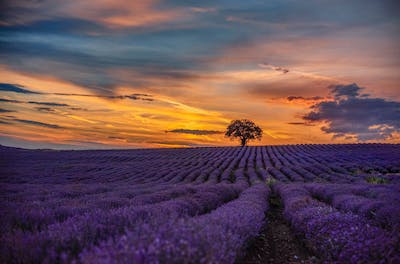 lavender fields of Provence — photo 6
