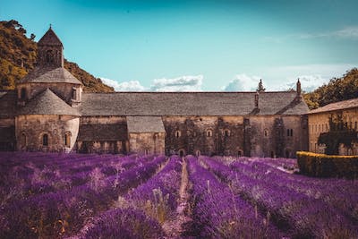 lavender fields of Provence — photo 3