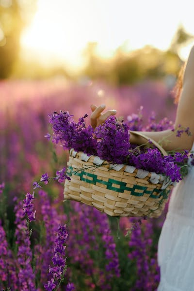 lavender fields of Provence — photo 7