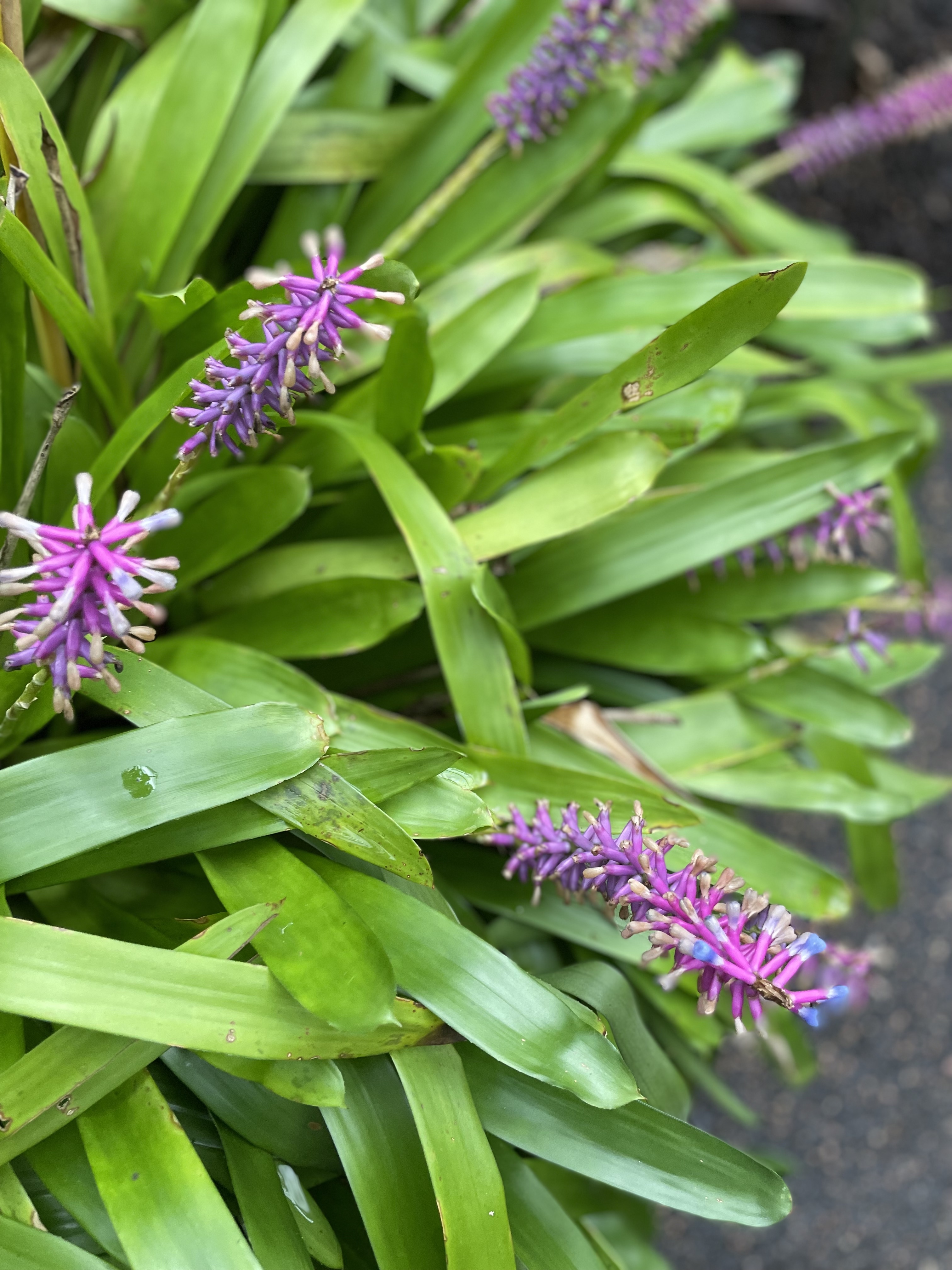 Botanical Gardens Scavenger Hunt — photo 3
