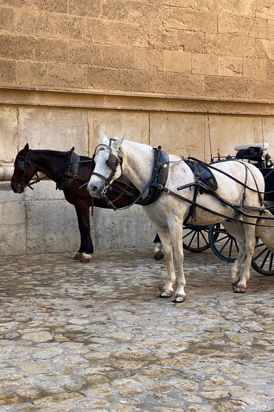 Discovery Palma de Mallorca  — photo 3