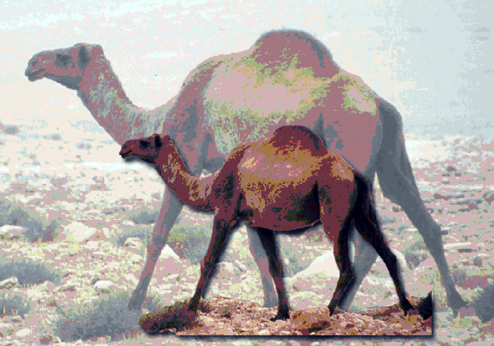 Saleh's Camel