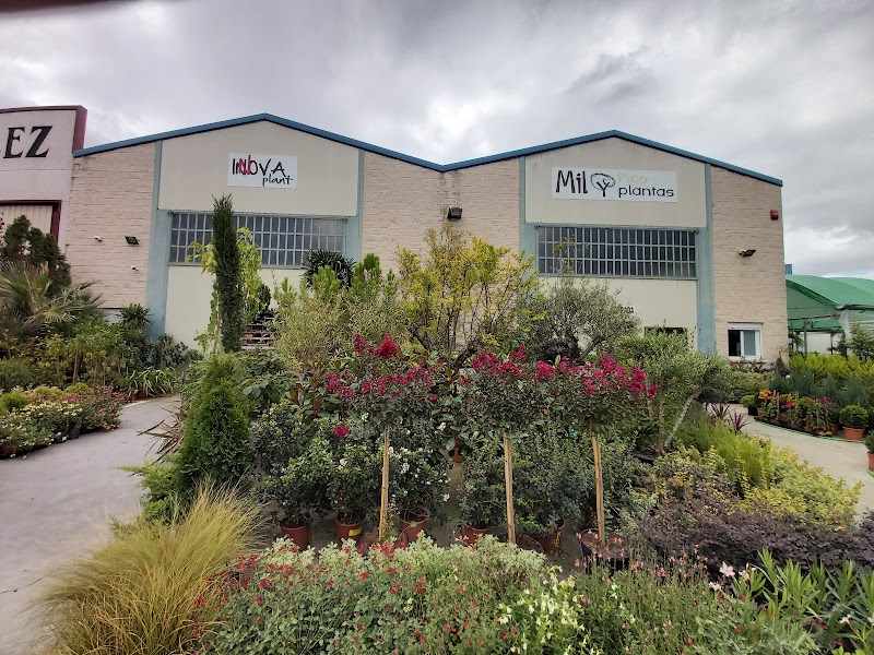 Explore Mil y Pico Plantas