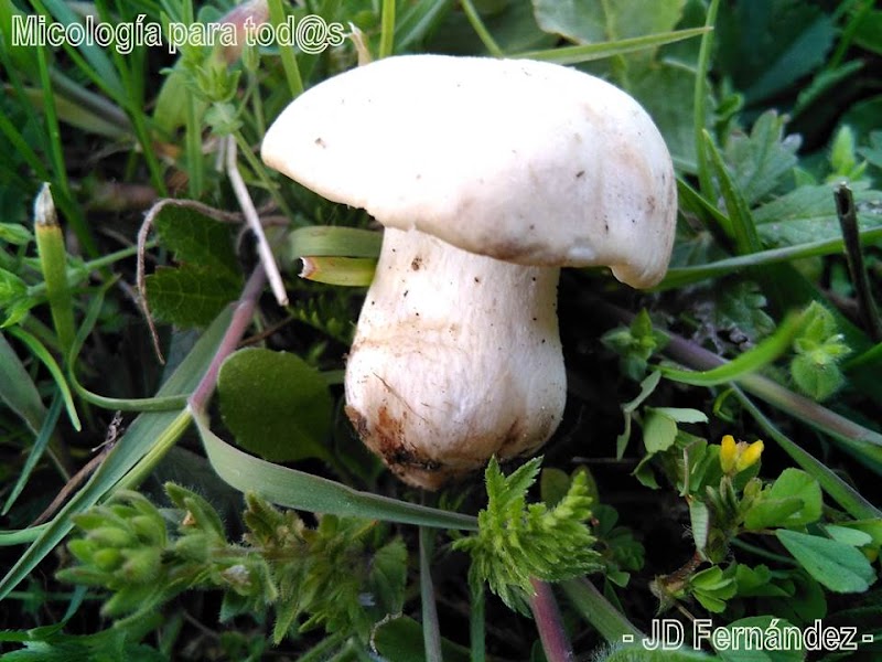 Recolección de setas en Micología para todos