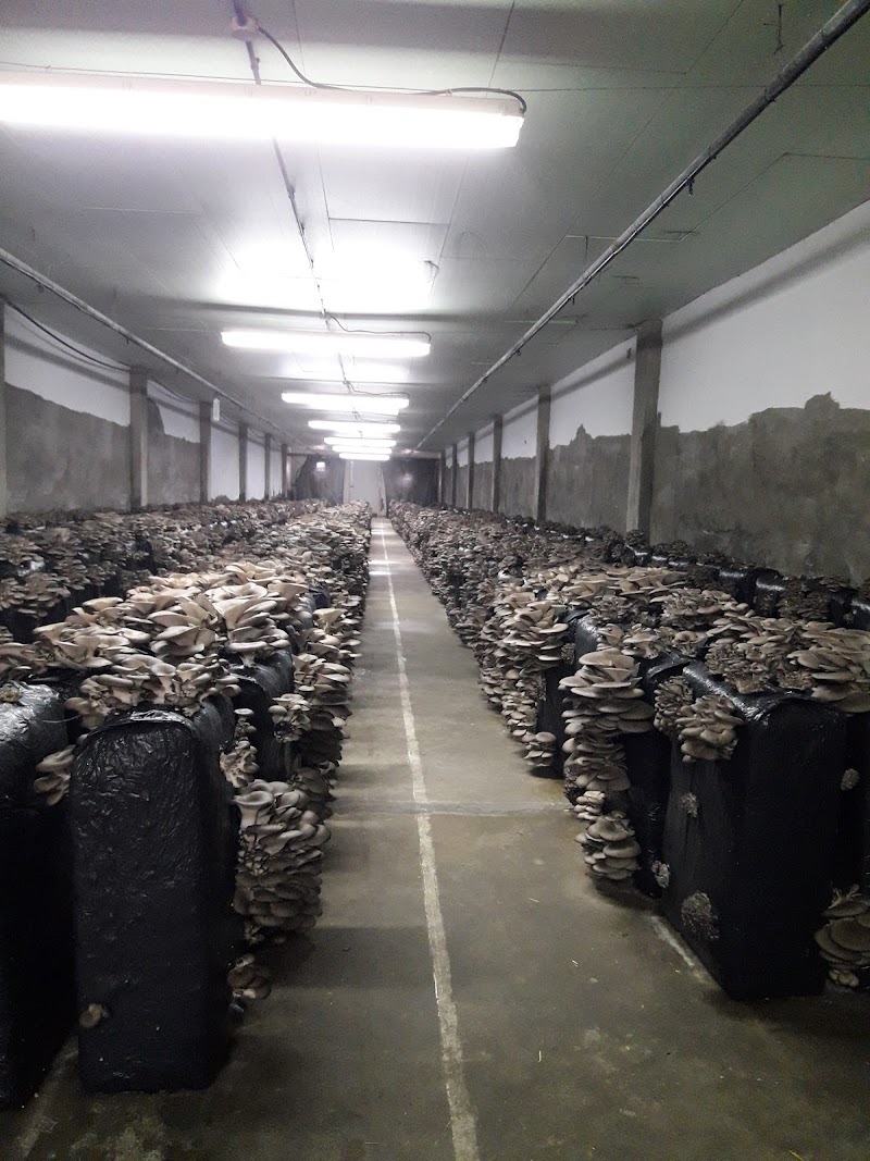 Ruta de Setas en El Pinar Setas Y Champinones