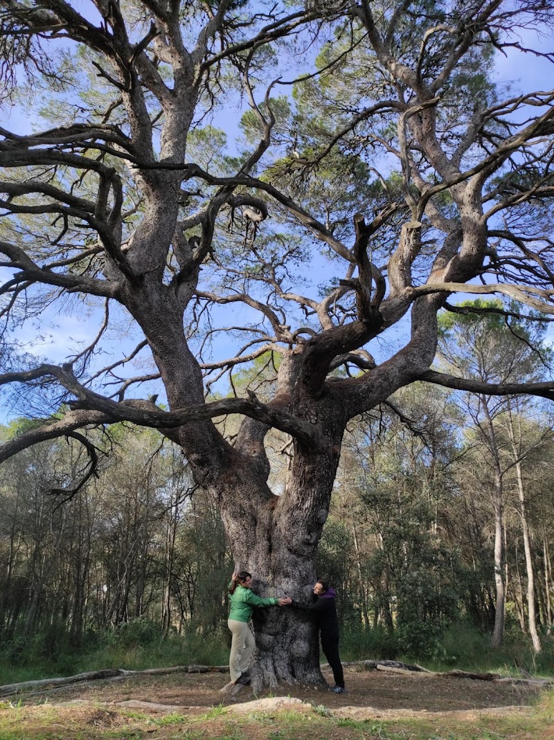 Senderismo en Pi de la Serreta