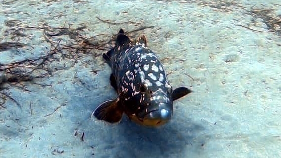 Submarinismo en Dive Pro Fuerte