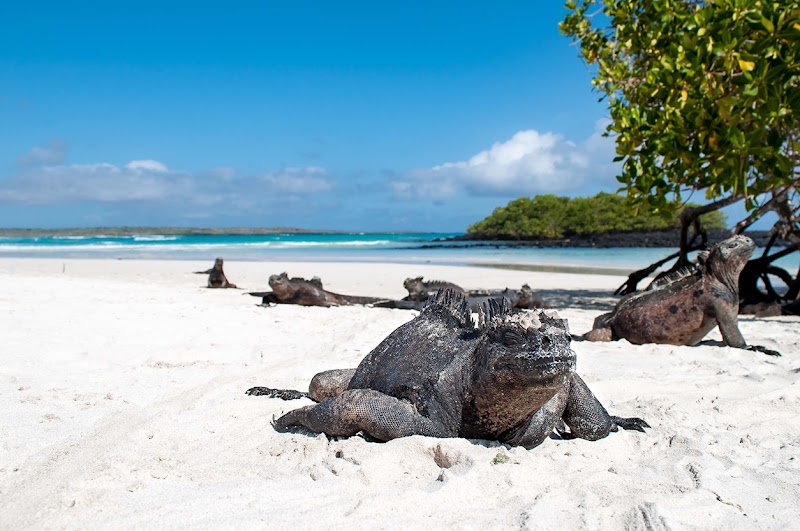 Playa Tortuga Bay - Playa Brava