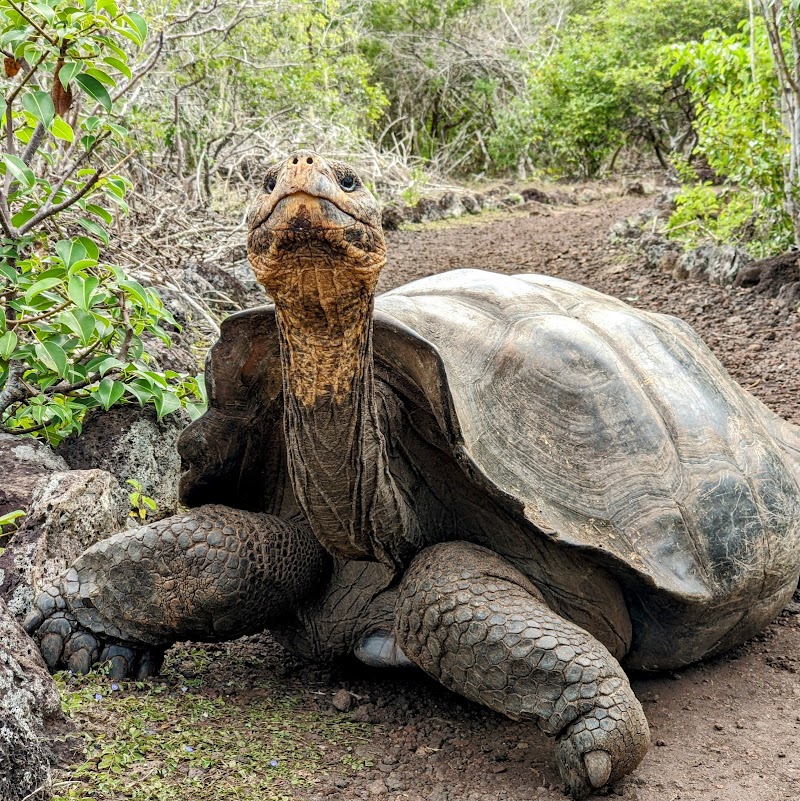 Galapaguera de Cerro Colorado
