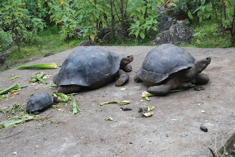 Criadero De Tortugas Isla Floreana Galapagos