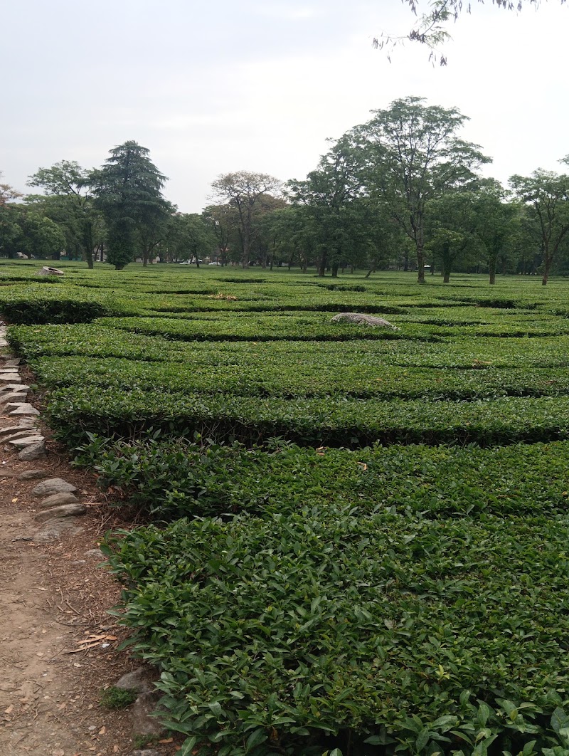 Tea Tasting at Palampur Tea Garden