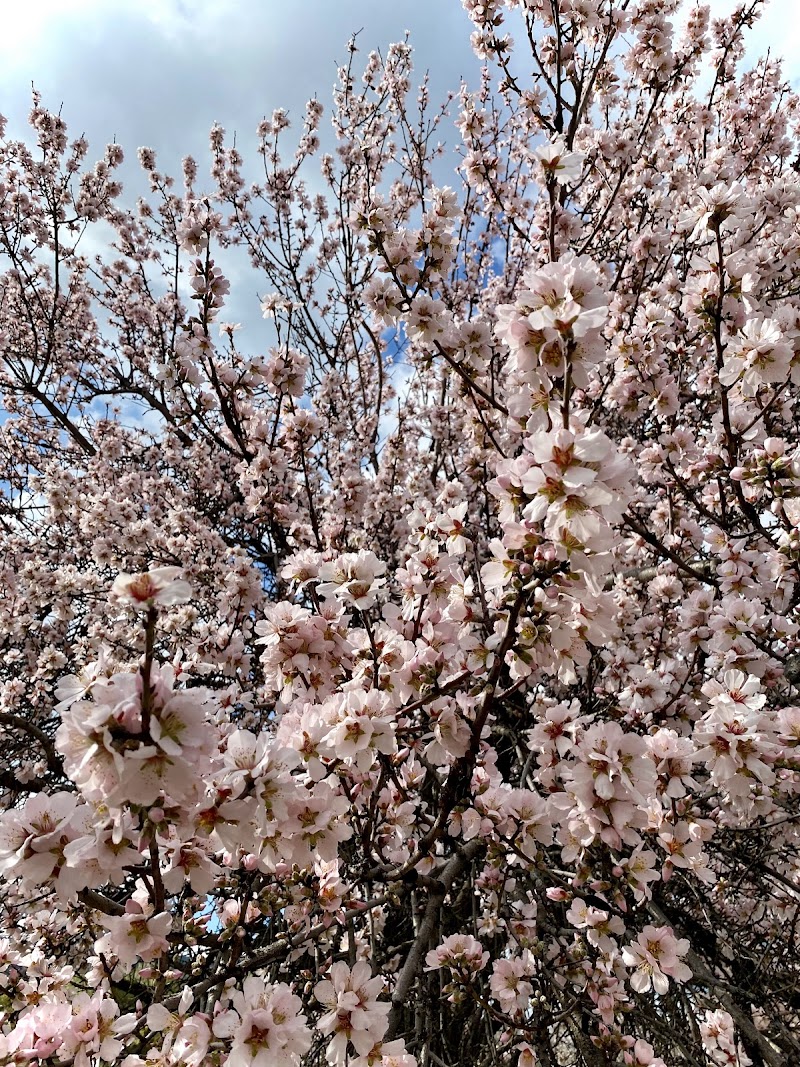 Salamiou Almond Tree Festival