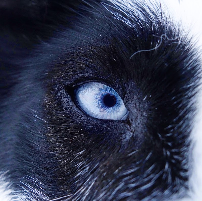 Hetta Huskies