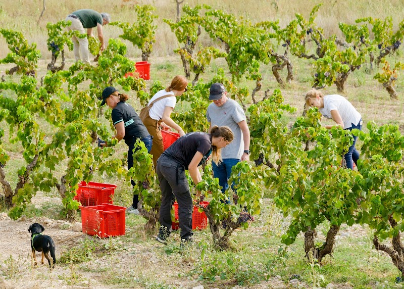 Mas de Llucia Wine Estate