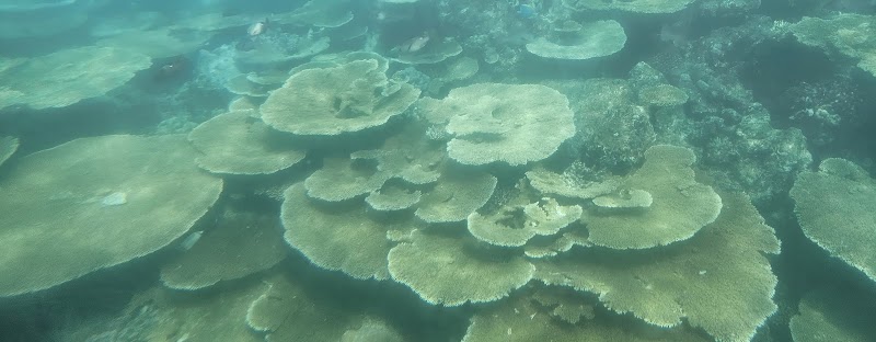 Coral Garden