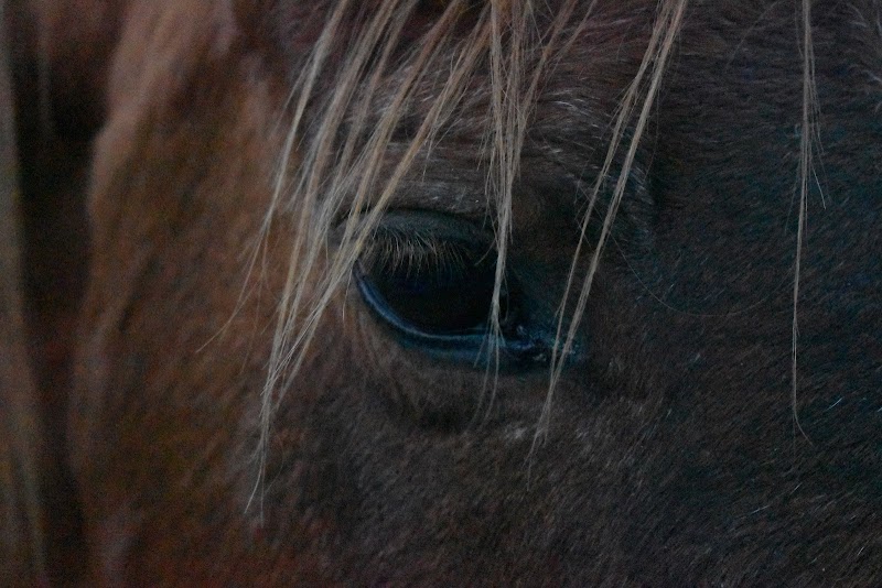 Experiencias/Cabalgatas Conscientes/Terapias con Caballos/Senderismo Interpretativo/Campamentos y Retiros/Astroturismo