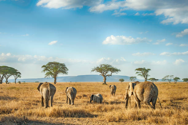 Safari all'alba nel Serengeti