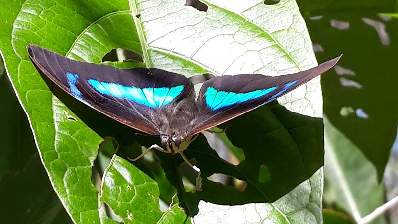 Mariposario de Machu Picchu