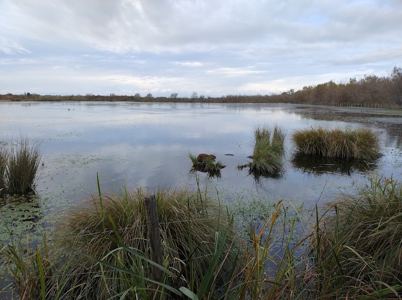 Reserve Naturelle des Marais du Vigueirat