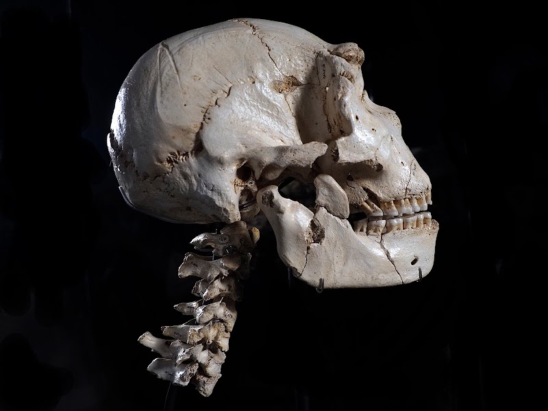 Museo de la Evolucion Humana (MEH)