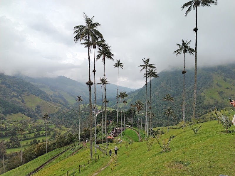 Valle de Cocora - Caminata entre palmas