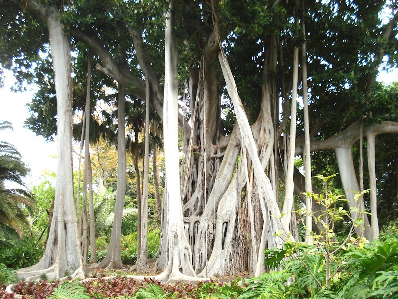 Jardín Botánico de Puerto de la Cruz