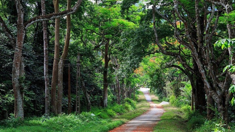 Short Trek in Cuc Phuong National Park