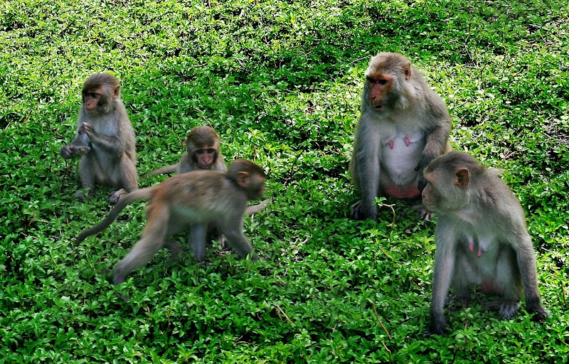 Monkey Island Tourist Resort