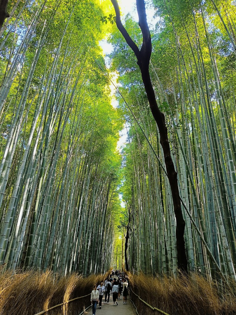 Bosc de bambú de Sagano