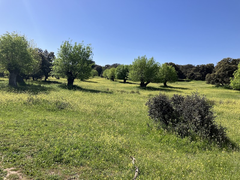 Paseo matutino por el Monte de Boadilla