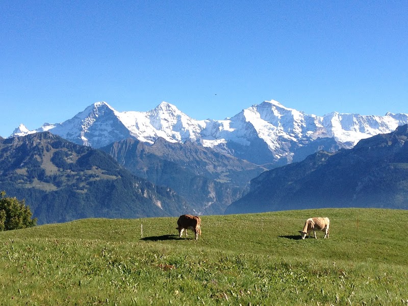 Excursión guiada a los Alpes suizos e Interlaken