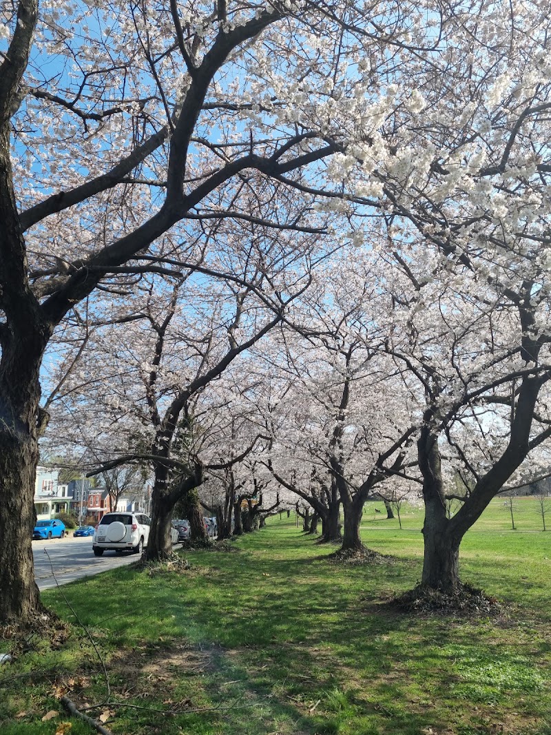 Paseo por Roosevelt Park