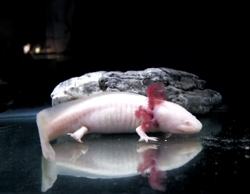 Museo Mexicano del Axolote (MUMAX)