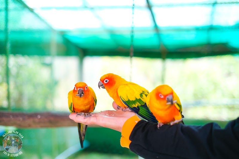 ביקור ב-Paradise Park Farm