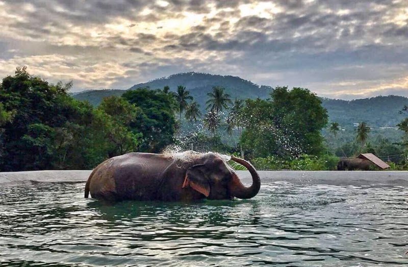 ביקור ב-Samui Elephant Sanctuary Bophut