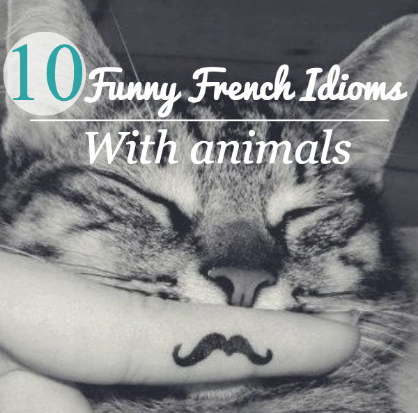 10 Funny French Idioms with Animals - French Studio