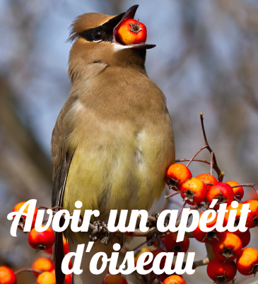French Studio article image